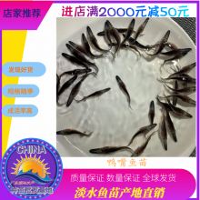 港興水產(chǎn) 專業(yè)供應(yīng)優(yōu)質(zhì)鴨嘴魚(yú)苗及魚(yú)苗批發(fā)服務(wù)