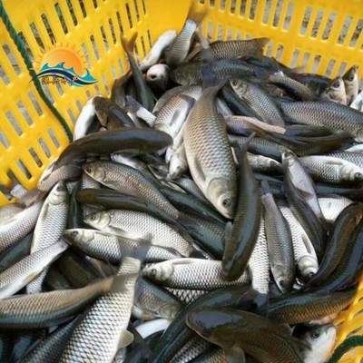 優(yōu)質(zhì)草魚(yú)苗批發(fā) 廣東港興水產(chǎn)提供3-8公分魚(yú)苗，價(jià)格合理